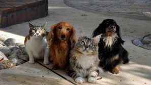 Kdo si vybere kočku nebo pes